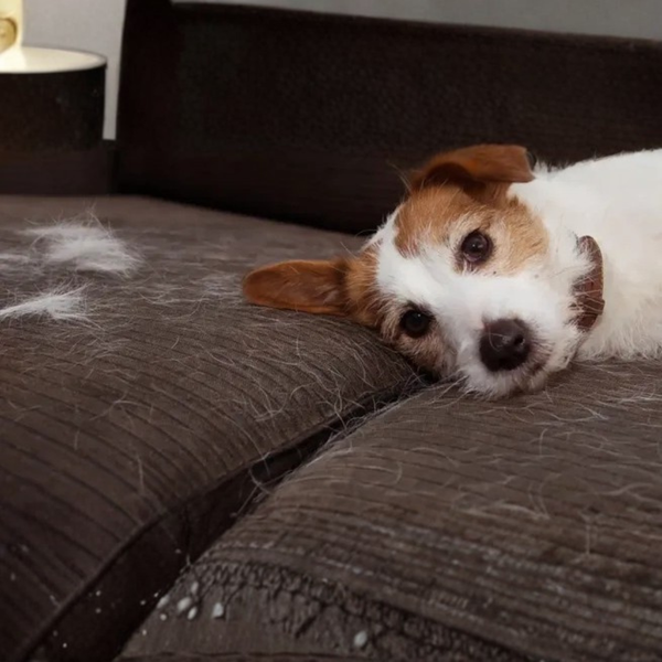 Cepillo Vapor Pelos para Mascotas